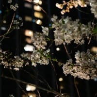  2025年4月5日　東京散歩（二回目）　その3　（神楽坂）