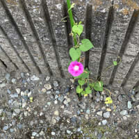 我が家の朝顔が大分咲いてきた
