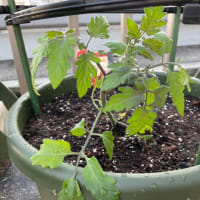 ミニトマトの苗植えました。