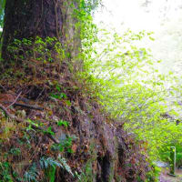愛媛県今治市、菊間町川上「天一神社のクスノキ」（市指定）です！！