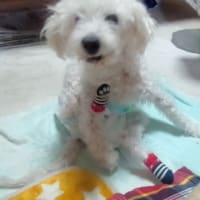 今日は愛犬の命日です。
