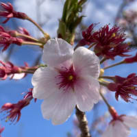 山麓公園散歩