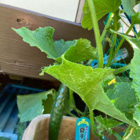 我が家の家庭菜園🥒🍉