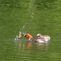 大きな獲物を・・・