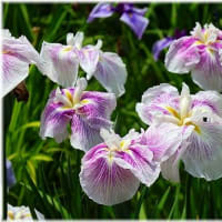 菖蒲園「久米南町」