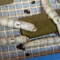 金を産む虫