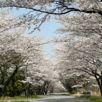 いなべ市青川沿いの桜