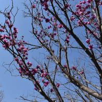 オカメザクラ・春めき桜狩り　神奈川県鎌倉市　日比谷花壇大船フラワーセンター（２）オカメザクラは見頃過ぎ、春めき桜は見頃です