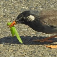 ムクドリ　バッタを獲る