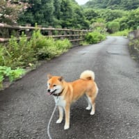 庭に勝手に生えてきた赤紫蘇の恵み