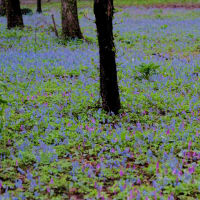 青森・北海道の撮影旅行その１７　（浦臼神社のエゾリス）
