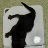 未熟児の赤ちゃん猫保護