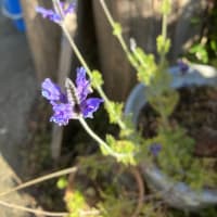 大霜の朝