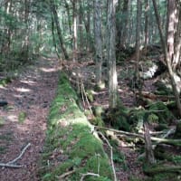 精進口登山道を歩く