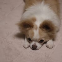 5/25（日）メロンを食べました