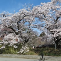 清春美術館の満開の桜の花見