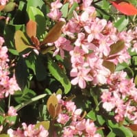 庭のシャリンバイ　可憐な薄桃色の花
