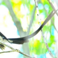 サンコウチョウ ③