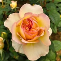 5月12日 ・万博ローズフェスタで課外授業