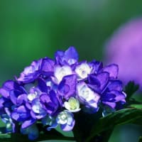 散歩道の紫陽花