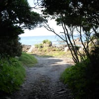 屋久島だより　その１