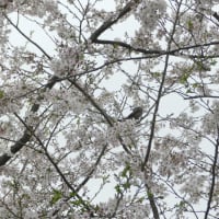 ひよ鳥と桜
