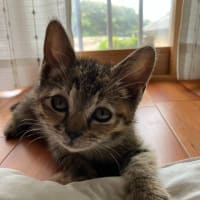 むぎちゃん　里親さん募集中！