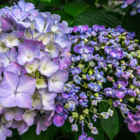 6月11日(水) 小雨の合間に、玄関脇の紫陽花！！
