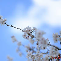 雨の後の桜は・・・