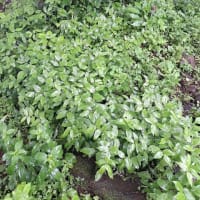 生い繁る木々と雑草におおわれて ②