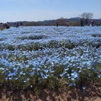 世羅高原農場・・・花夢の里その２・・・ＵＭＡ？