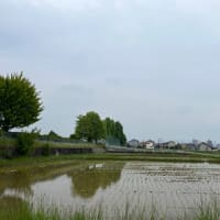 田んぼ