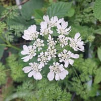 孫①のバースデープレートと最近のお花達