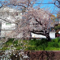 千本桜