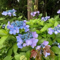 紫陽花