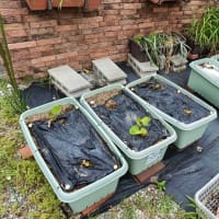 サツマイモのつると植え付け