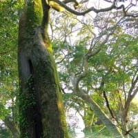 愛媛県伊予市、双海町高野川甲「高野川神社境内のオガタマノキ 」（市指定）です！！