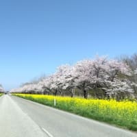 秋田大潟村の桜・菜の花ロード　