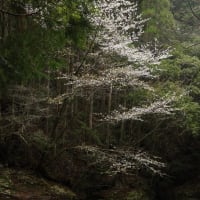 桜の季節ですね