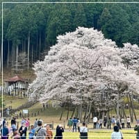 急に寒くなった！(^0^;)　桜🌸を見に岐阜へも！