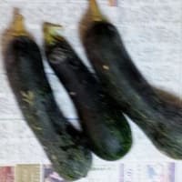 長いかぼちゃ