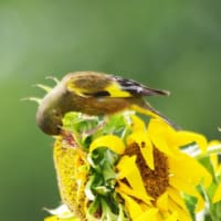 ひまわりの花に