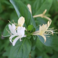 久々にスイカズラの花と出合った