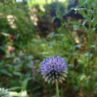 猛暑の花壇にて