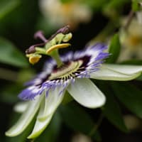 時計草
