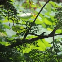 岡山後楽園でカワセミ