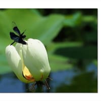 白蓮は指定席