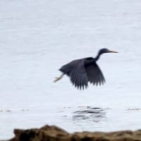 06/13探鳥記録写真：狩尾岬の鳥たち（クロサギの飛翔、）