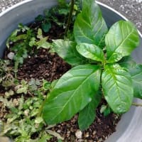 モロコシソウの花が咲いた。