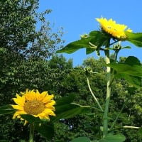 夏至～夏空に向かって咲く花
